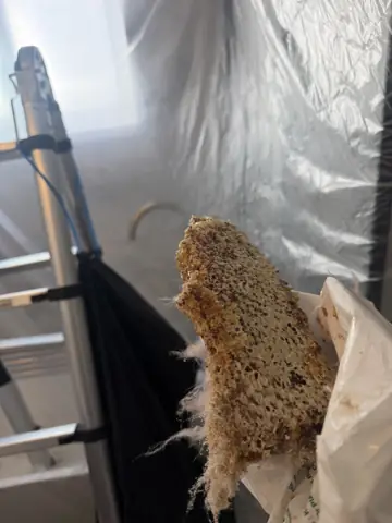 Moldy, water-damaged drywall cut out of a wall during leak repair